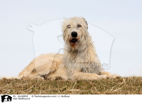 Irischer Wolfshund / Irish Wolfhound / JH-08852