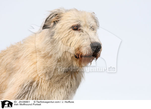 Irischer Wolfshund Portrait / Irish Wolfhound Portrait / JH-08861