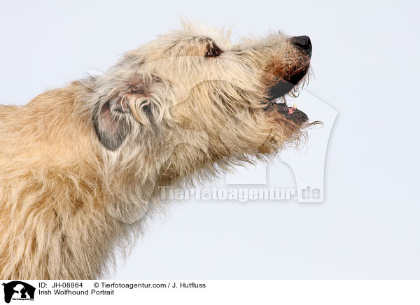 Irischer Wolfshund Portrait / Irish Wolfhound Portrait / JH-08864