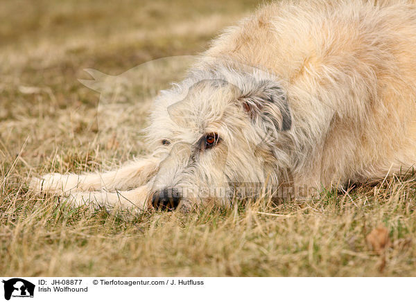 Irischer Wolfshund / Irish Wolfhound / JH-08877