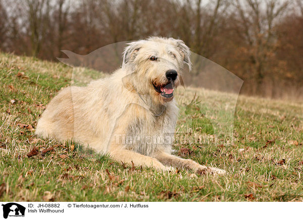 Irischer Wolfshund / Irish Wolfhound / JH-08882