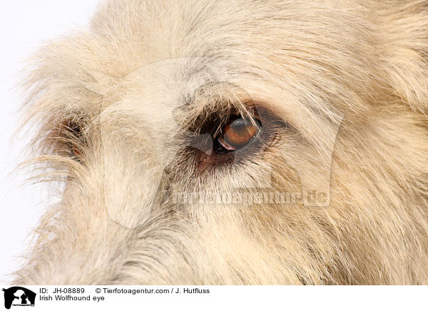 Irischer Wolfshund Auge / Irish Wolfhound eye / JH-08889