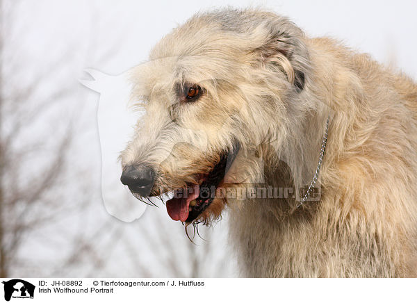 Irischer Wolfshund Portrait / Irish Wolfhound Portrait / JH-08892