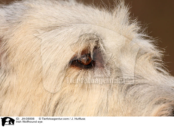 Irischer Wolfshund Auge / Irish Wolfhound eye / JH-08898