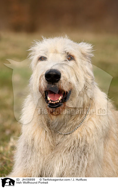 Irischer Wolfshund Portrait / Irish Wolfhound Portrait / JH-08899
