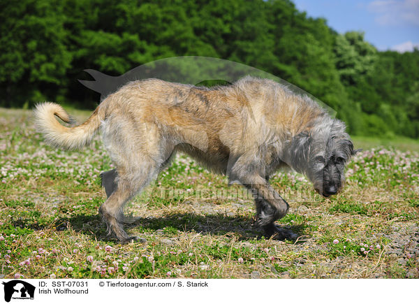 Irischer Wolfshund / Irish Wolfhound / SST-07031