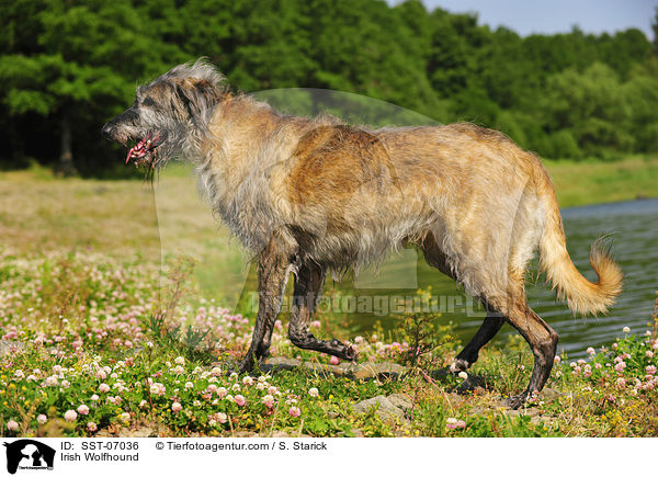 Irischer Wolfshund / Irish Wolfhound / SST-07036
