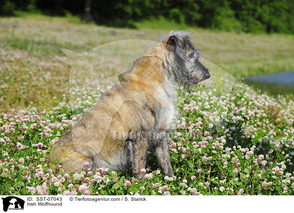 Irischer Wolfshund / Irish Wolfhound / SST-07043