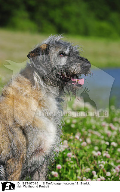 Irischer Wolfshund Portrait / Irish Wolfhound Portrait / SST-07045
