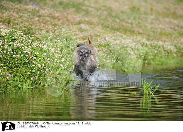 badender Irischer Wolfshund / bathing Irish Wolfhound / SST-07049