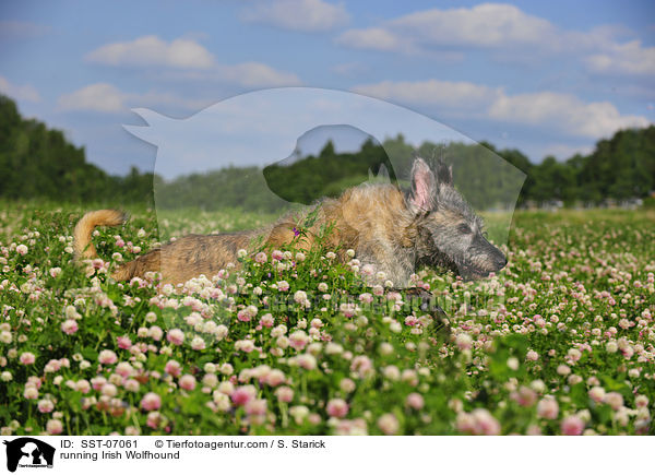 rennender Irischer Wolfshund / running Irish Wolfhound / SST-07061
