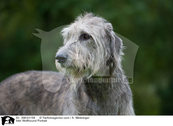 Irischer Wolfshund Portrait / Irish Wolfhound Portrait / AM-03158