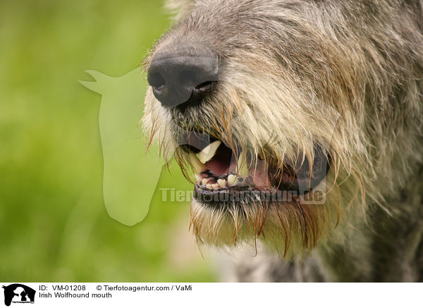 Irischer Wolfshund Maul / Irish Wolfhound mouth / VM-01208
