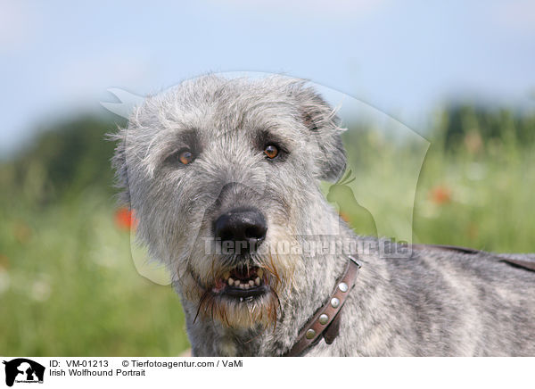 Irischer Wolfshund Portrait / Irish Wolfhound Portrait / VM-01213