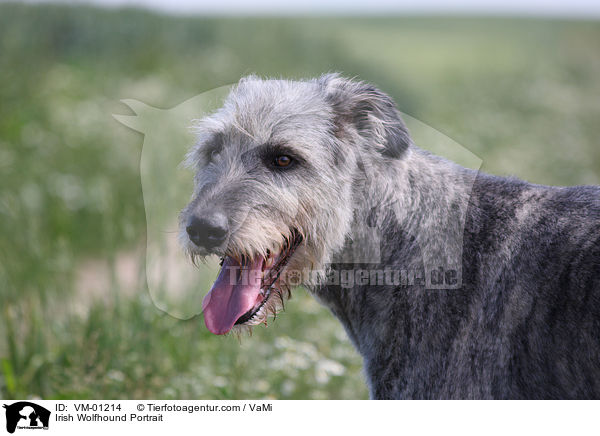 Irischer Wolfshund Portrait / Irish Wolfhound Portrait / VM-01214