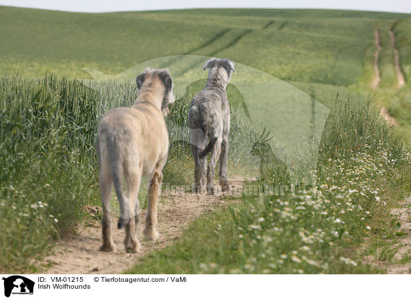 Irische Wolfshunde / Irish Wolfhounds / VM-01215