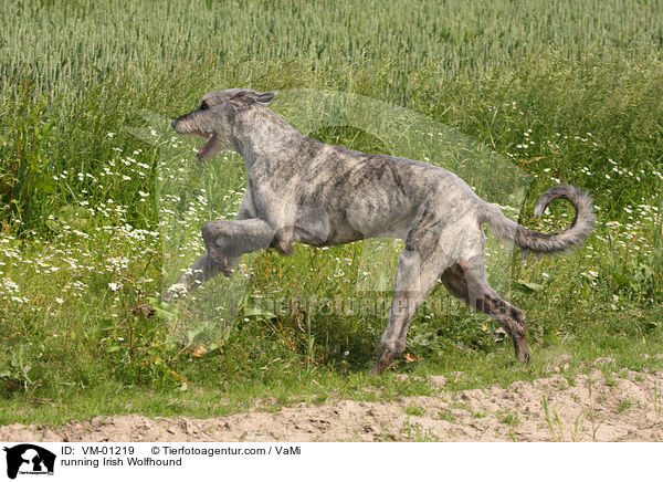 rennender Irischer Wolfshund / running Irish Wolfhound / VM-01219