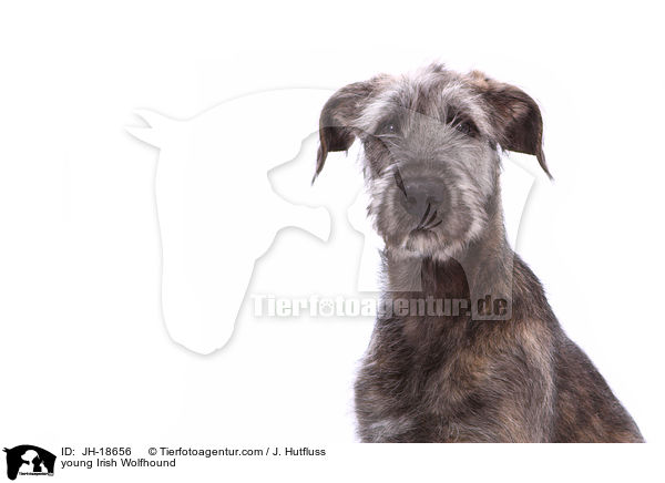 junger Irischer Wolfshund / young Irish Wolfhound / JH-18656