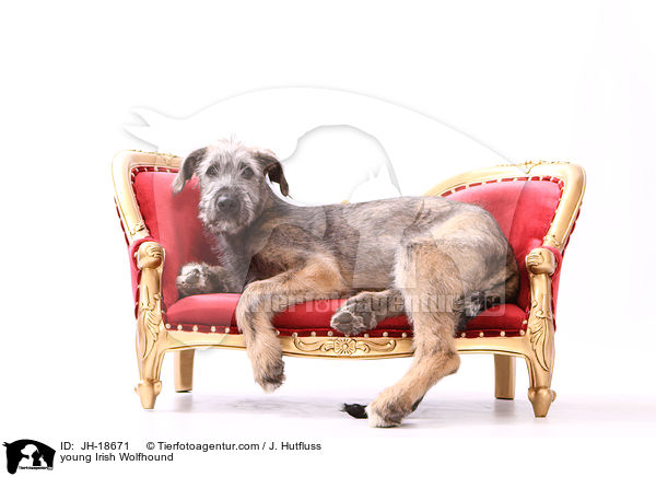 junger Irischer Wolfshund / young Irish Wolfhound / JH-18671
