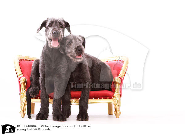 junge Irische Wolfshunde / young Irish Wolfhounds / JH-18684
