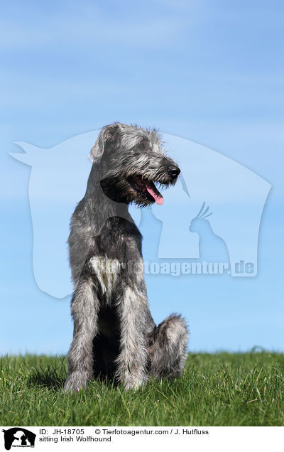 sitzender Irischer Wolfshund / sitting Irish Wolfhound / JH-18705