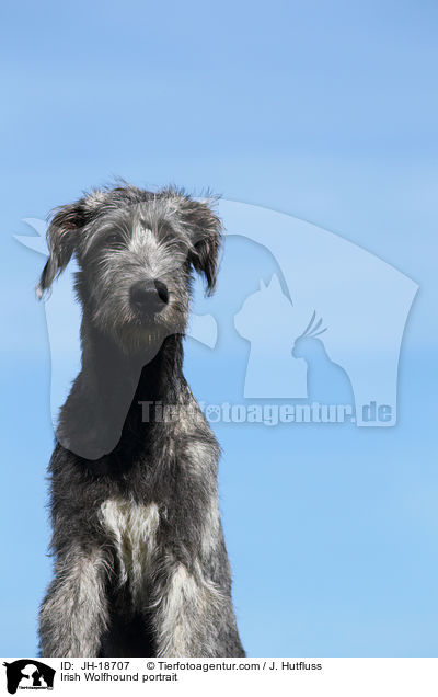 Irischer Wolfshund Portrait / Irish Wolfhound portrait / JH-18707