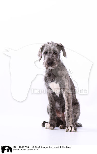 junger Irischer Wolfshund / young Irish Wolfhound / JH-18716