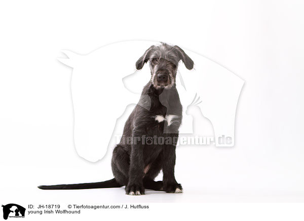 junger Irischer Wolfshund / young Irish Wolfhound / JH-18719