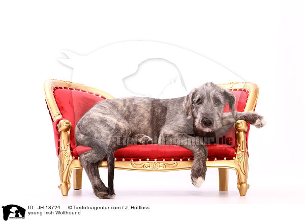junger Irischer Wolfshund / young Irish Wolfhound / JH-18724