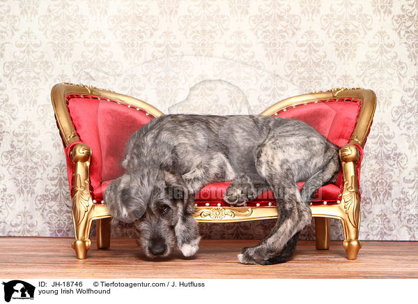 young Irish Wolfhound / JH-18746
