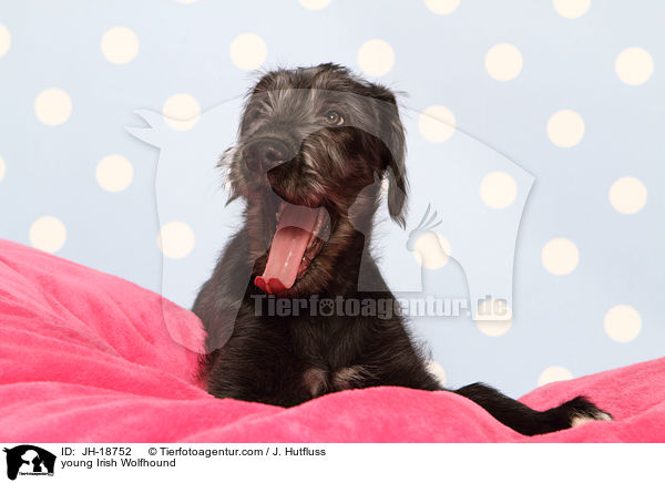 junger Irischer Wolfshund / young Irish Wolfhound / JH-18752