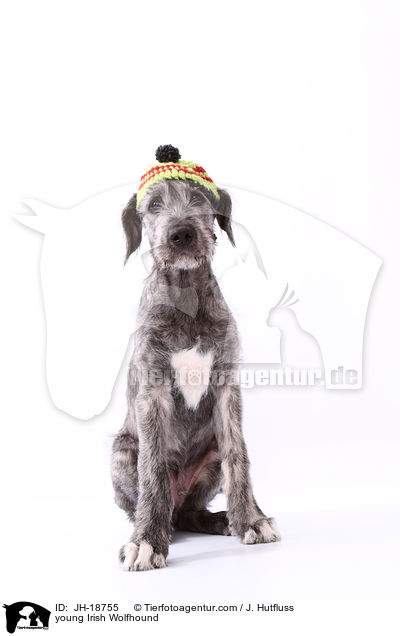 junger Irischer Wolfshund / young Irish Wolfhound / JH-18755
