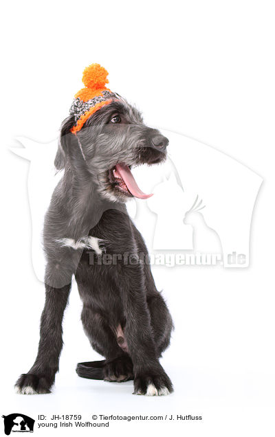 junger Irischer Wolfshund / young Irish Wolfhound / JH-18759