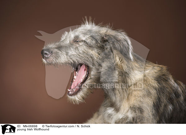 junger Irischer Wolfshund / young Irish Wolfhound / NN-06898