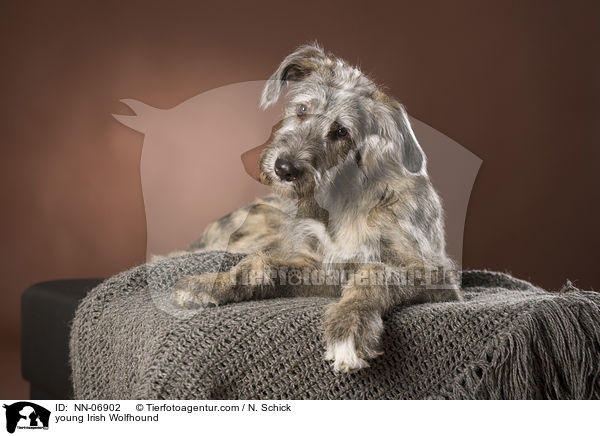 junger Irischer Wolfshund / young Irish Wolfhound / NN-06902