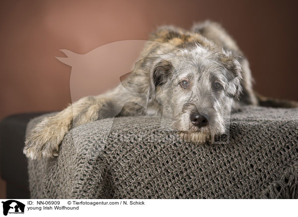 junger Irischer Wolfshund / young Irish Wolfhound / NN-06909