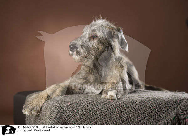 junger Irischer Wolfshund / young Irish Wolfhound / NN-06910
