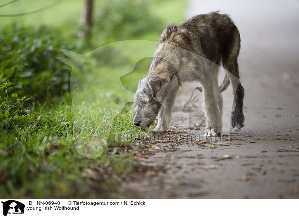 junger Irischer Wolfshund / young Irish Wolfhound / NN-06940