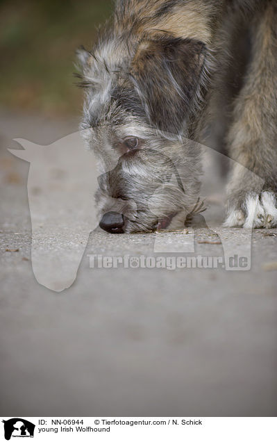 junger Irischer Wolfshund / young Irish Wolfhound / NN-06944