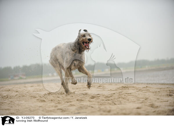 rennender Irischer Wolfshund / running Irish Wolfhound / YJ-09270