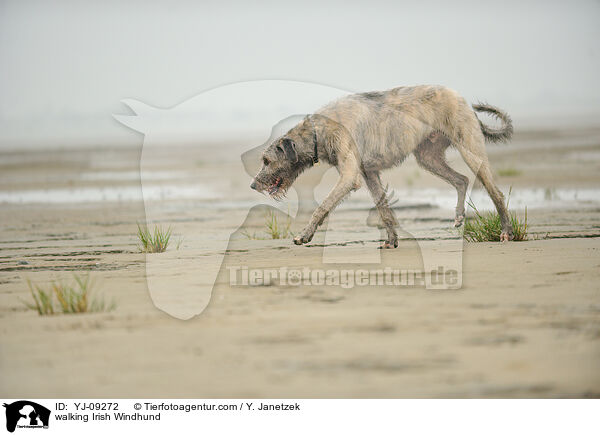 laufender Irischer Wolfshund / walking Irish Windhund / YJ-09272