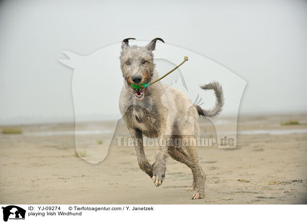 spielender Irischer Wolfshund / playing Irish Windhund / YJ-09274