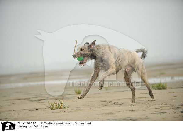 spielender Irischer Wolfshund / playing Irish Windhund / YJ-09275