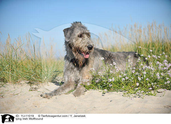 liegender Irischer Wolfshund / lying Irish Wolfhound / YJ-11019