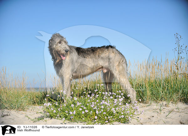 Irischer Wolfshund / Irish Wolfhound / YJ-11026