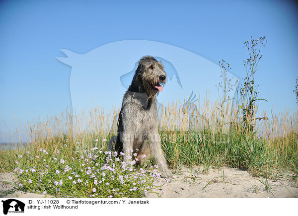 sitzender Irischer Wolfshund / sitting Irish Wolfhound / YJ-11028