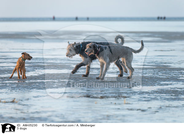 3 Hunde / 3 dogs / AM-05230