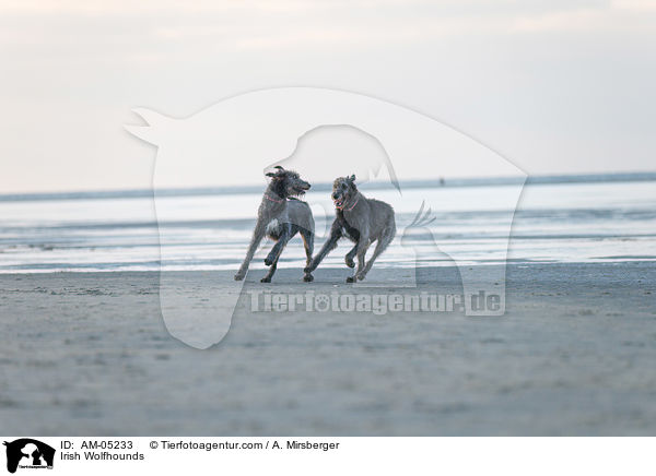 Irische Wolfshunde / Irish Wolfhounds / AM-05233