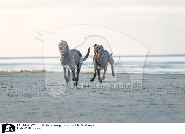 Irische Wolfshunde / Irish Wolfhounds / AM-05236