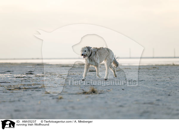 rennender Irischer Wolfshund / running Irish Wolfhound / AM-05237